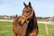 Annonce cheval