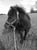 Horse ad