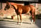 Horse ad