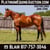 Horse ad
