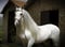 Annonce cheval