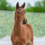 Horse ad