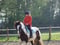 Horse ad