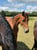 Horse ad