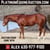 Horse ad