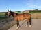 Annuncio cavallo