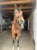 Anuncio de caballos