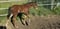 Annuncio cavallo