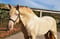 Horse ad