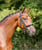 Horse ad
