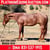Horse ad