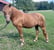 Horse ad