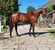 Horse ad