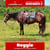 Paardadvertentie