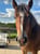 Annuncio cavallo