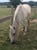 Annonce cheval