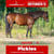 Paardadvertentie