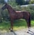 Annuncio cavallo