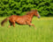 Horse ad