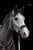 Horse ad