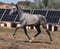Horse ad