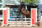 Horse ad