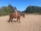 Horse ad