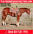 Annuncio cavallo