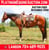 Horse ad