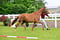 Annuncio cavallo