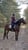Annuncio cavallo