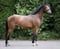 Annonce cheval