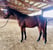 Horse ad