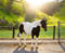 Horse ad