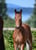 Annuncio cavallo