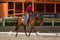 Horse ad
