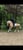 Horse ad