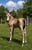 Horse ad