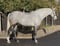 Horse ad