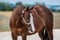 Horse ad