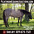 Horse ad