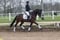 Annuncio cavallo