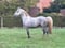 Horse ad