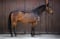 Annuncio cavallo