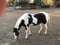 Horse ad
