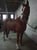 Anuncio de caballos