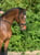 Anuncio de caballos