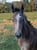 Horse ad