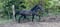 Annuncio cavallo