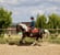 Annonce cheval